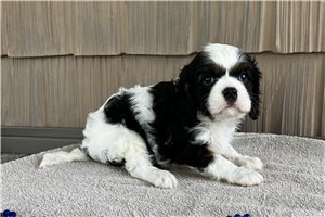 Fisher - Cavalier King Charles Spaniel for sale