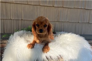 Juan - Cavalier King Charles Spaniel for sale