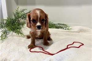 Penelope - Cavalier King Charles Spaniel for sale