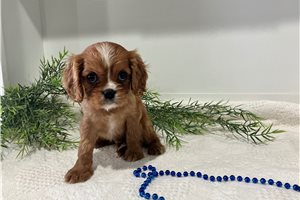 Parker - Cavalier King Charles Spaniel for sale