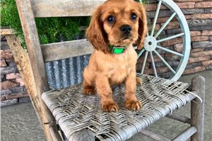 Juan - Cavalier King Charles Spaniel for sale