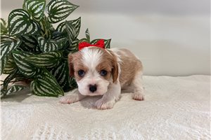 Emma - Cavalier King Charles Spaniel for sale
