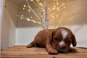 Cadey - Cavalier King Charles Spaniel for sale