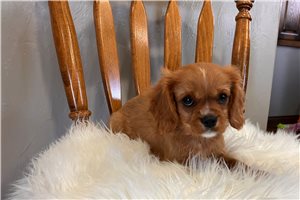 Erik - Cavalier King Charles Spaniel for sale