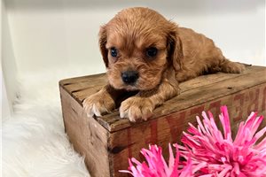 Joyce - puppy for sale
