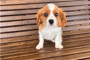 Devon - Cavalier King Charles Spaniel for sale