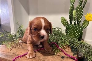 Pearl - puppy for sale