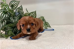 Elmo - Cavalier King Charles Spaniel for sale