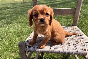 Elmo - Cavalier King Charles Spaniel for sale