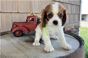 Kara - Cavalier King Charles Spaniel for sale