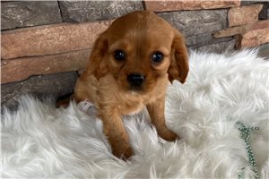 Marcus - puppy for sale