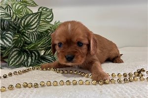 Elsie - Cavalier King Charles Spaniel for sale