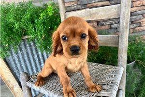 Judah - Cavalier King Charles Spaniel for sale
