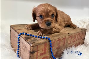 Joseph - puppy for sale