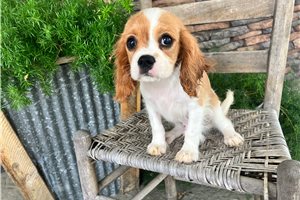 Jordi - Cavalier King Charles Spaniel for sale