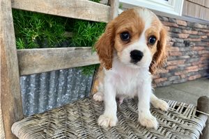 Jordi - Cavalier King Charles Spaniel for sale