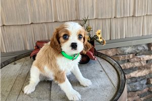 Kylie - Cavalier King Charles Spaniel for sale