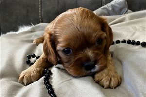 Charm - puppy for sale