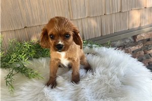 Kenneth - Cavalier King Charles Spaniel for sale