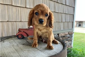 Judah - Cavalier King Charles Spaniel for sale