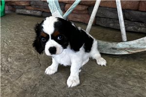 Fisher - Cavalier King Charles Spaniel for sale