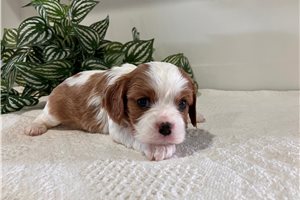Esme - Cavalier King Charles Spaniel for sale