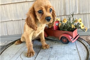 Juan - Cavalier King Charles Spaniel for sale