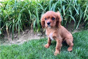 Erik - Cavalier King Charles Spaniel for sale
