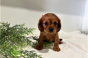 Judah - Cavalier King Charles Spaniel for sale