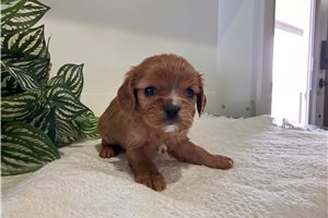 Edith - puppy for sale