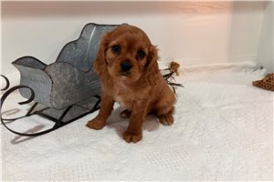 Diana - Cavalier King Charles Spaniel for sale