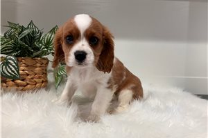 Devon - Cavalier King Charles Spaniel for sale