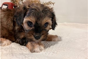 Nicole - puppy for sale