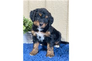 Cassandra - Bernedoodle, Mini for sale