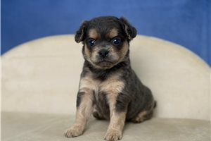 Ellie - Mixed/Other for sale