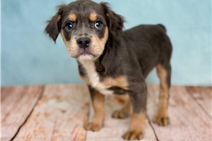 Ethan - Mixed/Other for sale