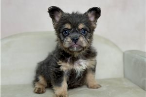 Emira - Mixed/Other for sale