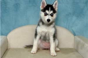 Bailey - Pomsky for sale