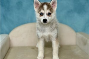 Buster - puppy for sale