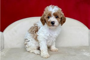 Desmond - Poodle, Miniature for sale