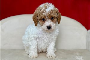 Drake - Poodle, Miniature for sale