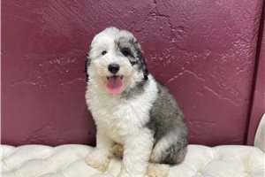 Chase - Sheepadoodle for sale