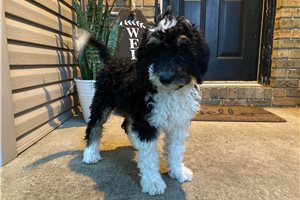 Gunner - Sheepadoodle for sale