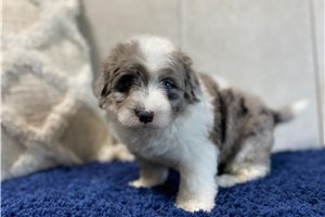 Lucky - Sheepadoodle for sale