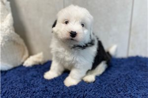 Charlie - Sheepadoodle for sale