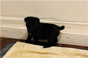 Stirling - Pug for sale
