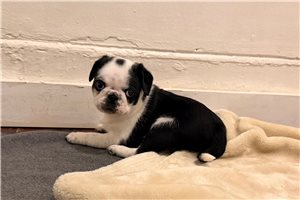 Stewie - Pug for sale