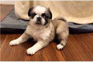 Mallory - Pug for sale