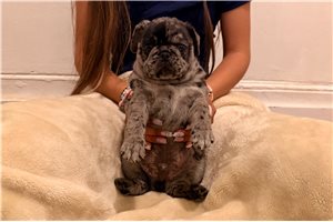 Stone - puppy for sale