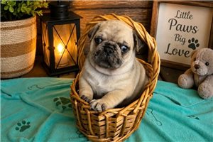 Scotty - Pug for sale